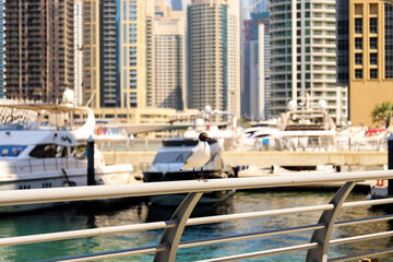 Seagull sit on a parapet on the Bay embankment, the Dubai Marina
