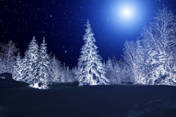 Moon over winter forest. Winter night landscape. Spruce forest in winter
