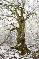 Alter Baum im Schnee
