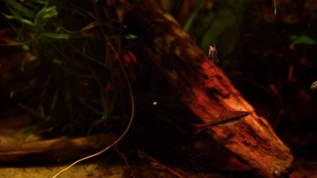 adult pencilfish, easy to keep dwarf characin pet in biotope design aquarium, dim light with brown tannin stained low pH water, popular blackwater fish native to Rio Negro