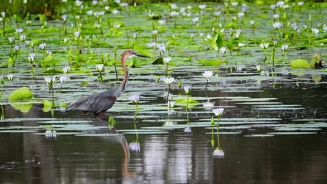 Goliath heron fishing in a lake with nenuphar in Mapungubwe National park, South Africa ; Specie Ardea goliath family of Ardeidae