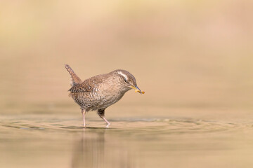 Eurasian wren with worm in the beak (Troglodytes troglodytes)