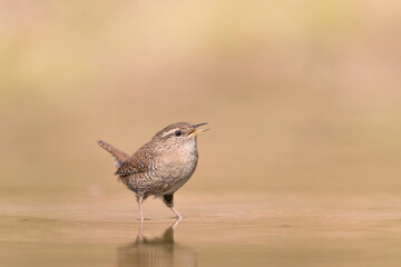 Isolated Eurasian wren at dawn (Troglodytes troglodytes)