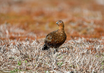 Red Grouse, Scientific name: Lagopus Lagopus.  Close up of a Red Grouse male stood in natural grouse moor habitat with burnt heather.  Blurred background.  Horizontal.  Space for copy.