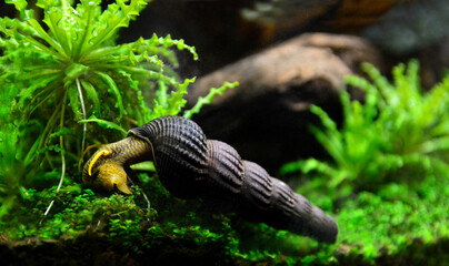 Aquatic snail Tylomelania in an aquarium.