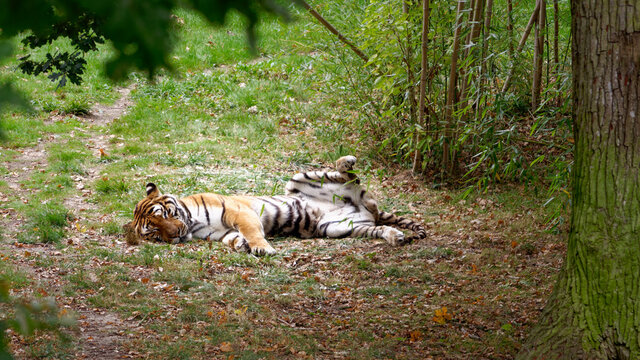Tigre couché sur l'herbe verte, les pattes en l'air !