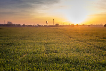 close up view of growth organic jasmine rice field in the morning at countryside in Thailand,blur background