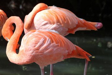 Fototapeta na wymiar roter_Flamingo
