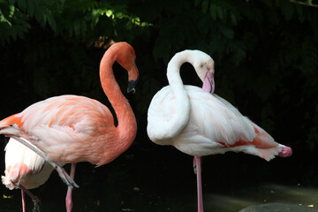 roter_Flamingo+Rosaflamingo