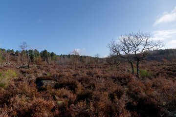 Fototapeta na wymiar heather moor in Fontainebleau forest