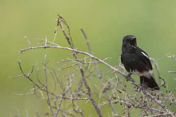 Pied Stonechat, Saxicola caprea rossorum