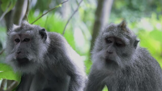 Macacos de Ubud en camara lenta