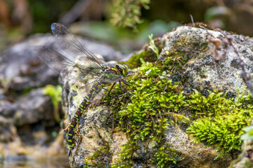 Blaugrüne Mosaikjungfer (Aeshna cyanea) Weibchen