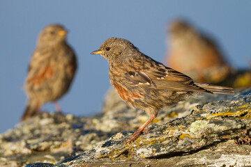 Alpine Accentor, Prunella collaris collaris