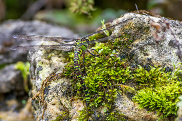 Blaugrüne Mosaikjungfer (Aeshna cyanea) Weibchen