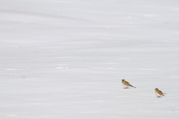 Atlas Horned Lark, Eremophila alpestris atlas