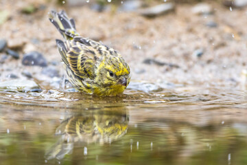 Girlitz (Serinus serinus) Männchen badet