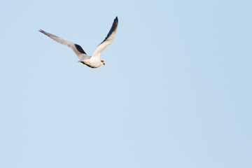 Black-winged Kite, Elanus caeruleus caeruleus