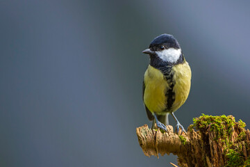 Naklejka premium Kohlmeise (parus major)