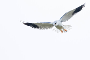 Black-winged Kite, Elanus caeruleus caeruleus