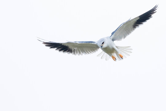 Black-winged Kite, Elanus caeruleus caeruleus
