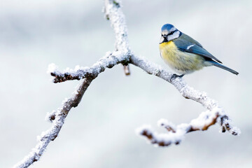 Blue Tit, Cyanistes caeruleus caeruleus