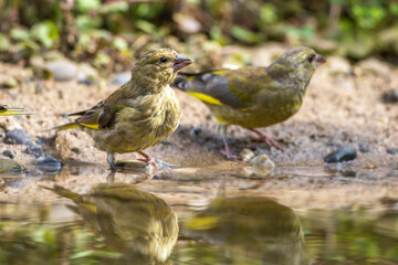 Grünfink (Carduelis chloris) badet