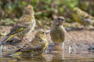 Grünfink (Carduelis chloris) badet