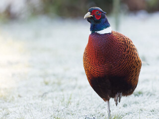 A male pheasant (Phasianus colchicus) looking for food on a frosty ground in a rural garden