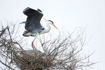 Grey Heron, Ardea cinerea
