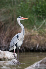 Grey Heron, Ardea cinerea