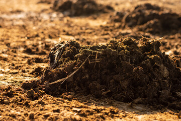 Manure or cow manure for cultivation and agriculture.