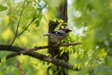 Jay ordinary among branches on a tree