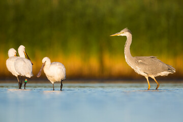Grey Heron, Ardea cinerea