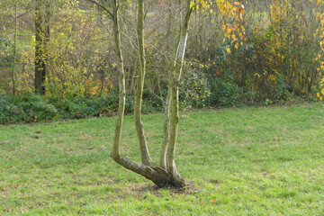 Ein Baum im Enzauenpark Pforzheim, der aus einem Stamm in vier Stämme übergeht