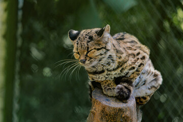 Leopard Resting