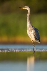 Grey Heron, Ardea cinerea
