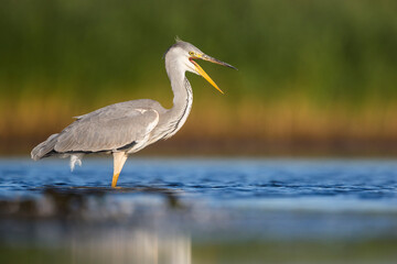 Grey Heron, Ardea cinerea