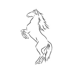 Naklejka na ściany i meble Vector silhouette of a running horse. beautiful horse vector sketch illustration