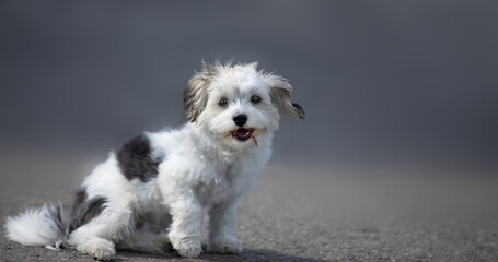 Welpe niedlich Maltipoo Malteser Pudel