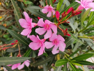 Nerium oleander