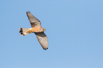 Lesser Kestrel, Falco naumanni