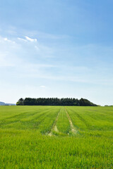 Beautiful countryside landscape under a blue sky during spring. With a wheat field.