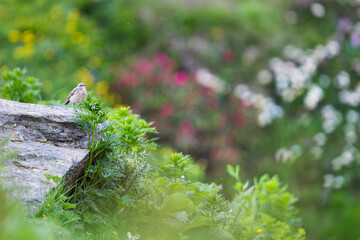 Water Pipit, Anthus spinoletta spinoletta