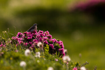 Water Pipit, Anthus spinoletta spinoletta