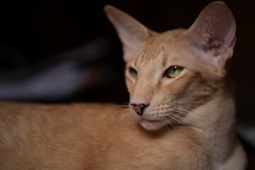 Ginger red oriental cat with clear green eyes