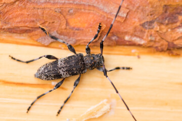 Acanthocinus griseus