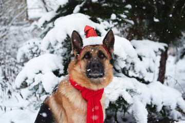 Portrait of dog with Santa hat and red knitted scarf in park during snowfall. German Shepherd black and red color sits in winter forest near spruce tree strewn with fresh soft fluffy snow.