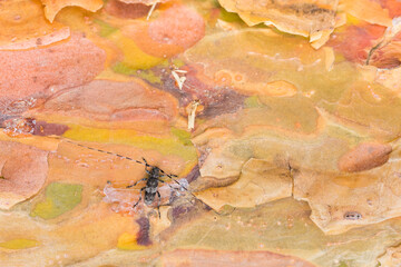 Acanthocinus griseus