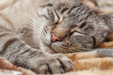 Fototapeta na wymiar striped fur cat sleeping, close up image with a paw in front